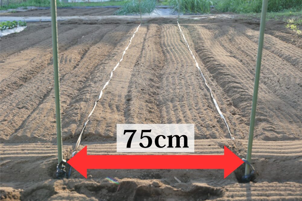 幅75cmで目印のヒモを張る様子