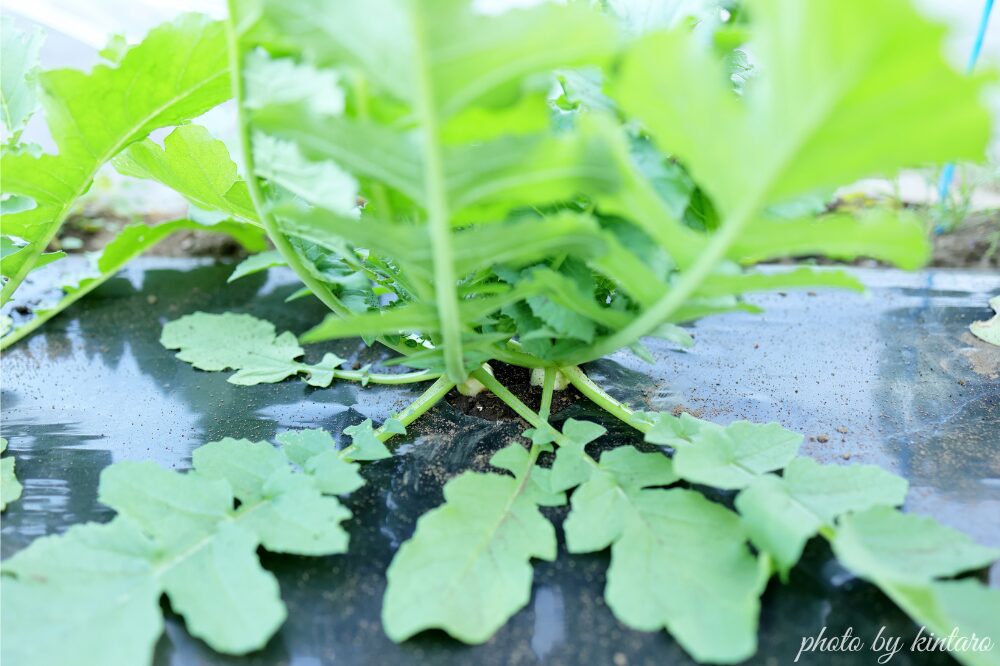 種まきから約１か月後の三太郎