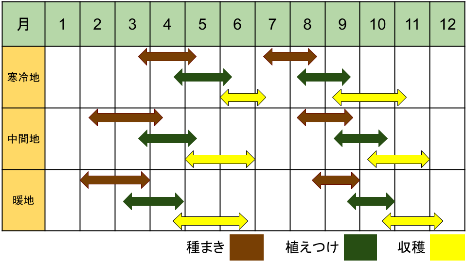 サンチュの栽培カレンダー