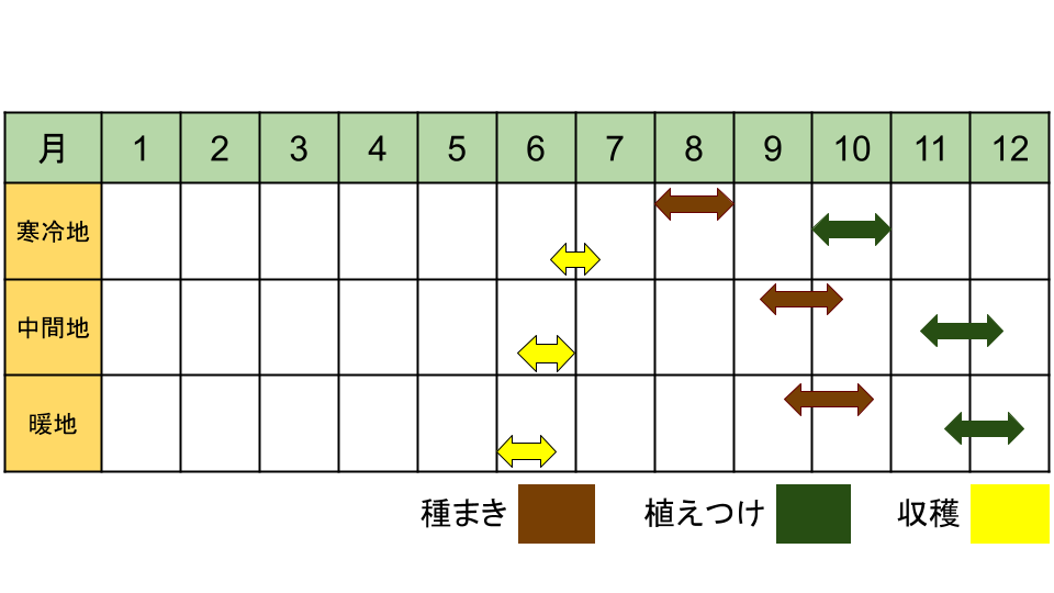 タマネギ「ラッキー」の栽培カレンダー