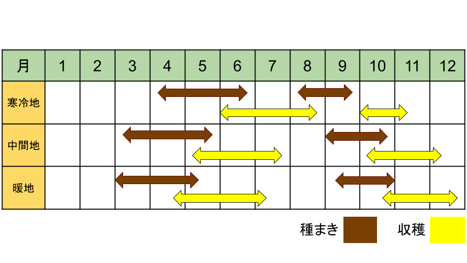 カブ「白馬」の栽培カレンダー
