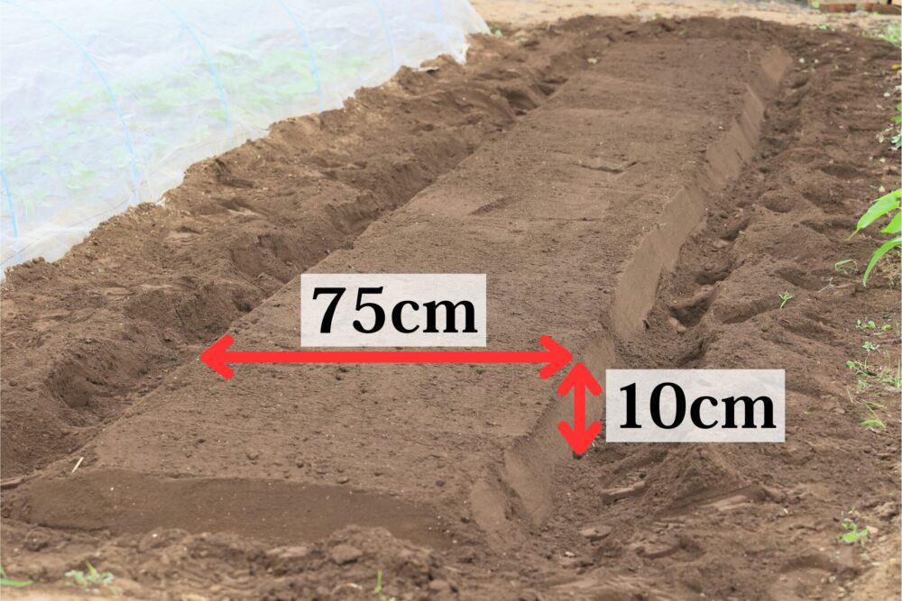 幅75cm、高さ10cmの畝