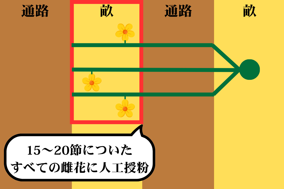 各つるの15～20節に付いた全ての雌花に人工授粉する