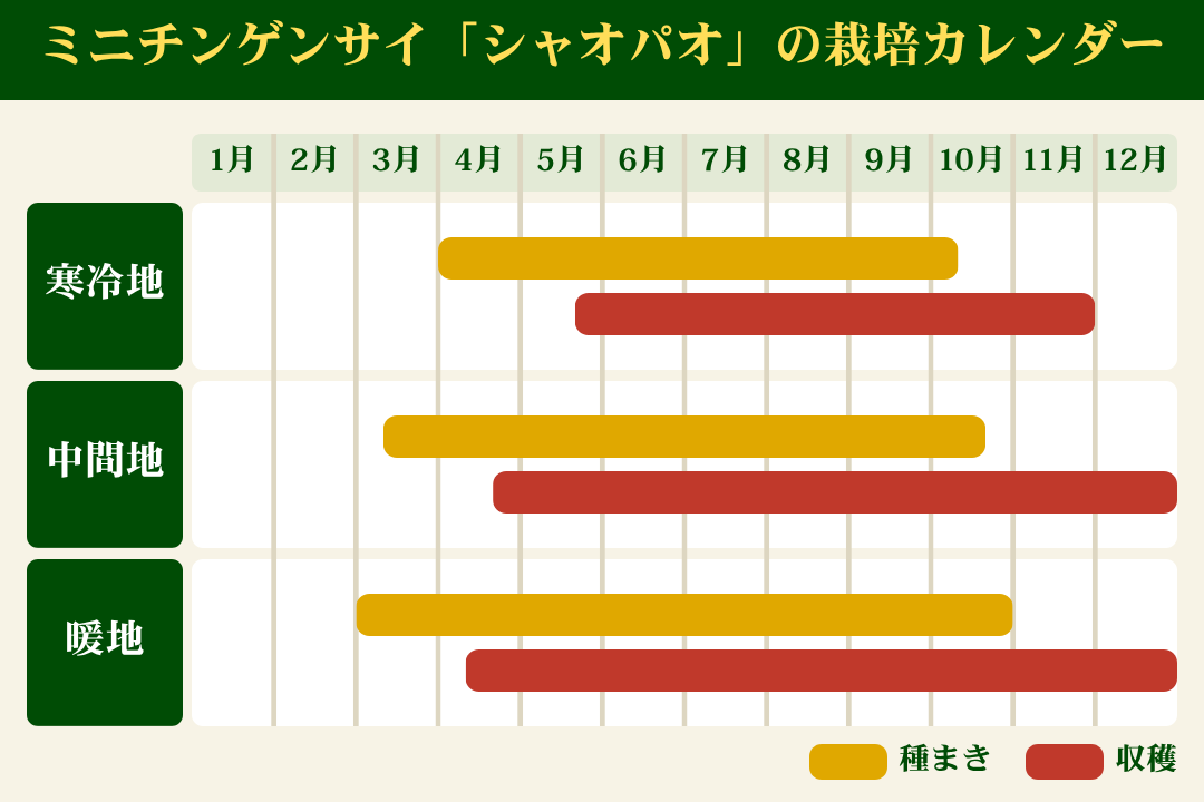 ミニチンゲンサイ「シャオパオ」の栽培カレンダー