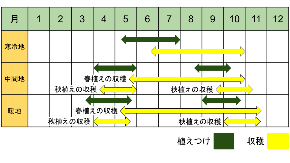 パセリの栽培カレンダー