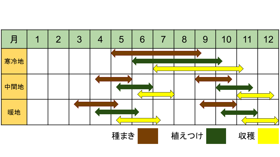 ターサイの栽培カレンダー