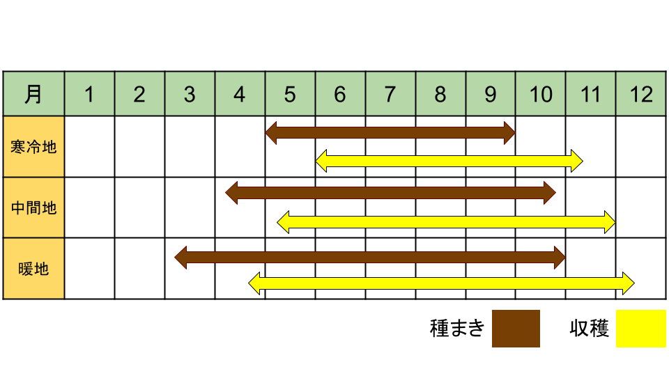 チンゲンサイの栽培カレンダー
