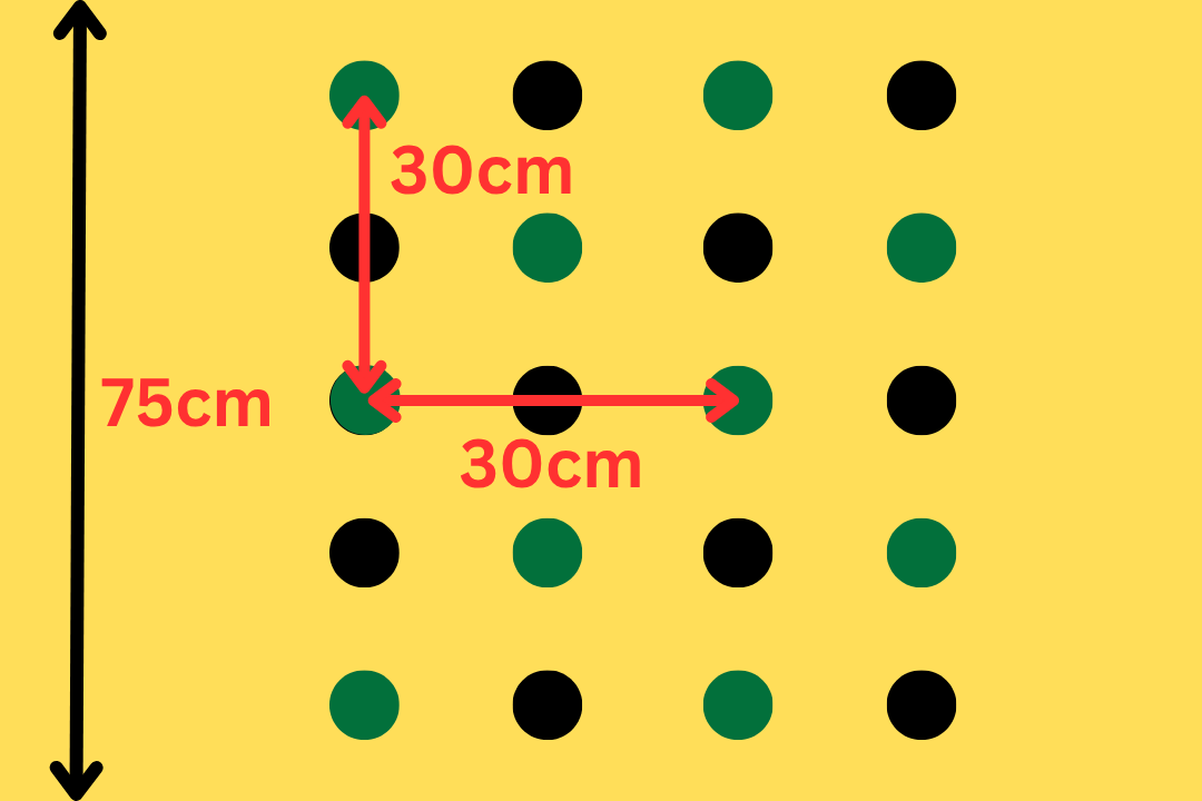 ミツバの株間は５列30cm