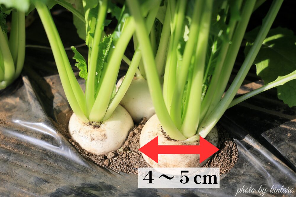 直径4~5cmで収穫適期のサラダラティーナ