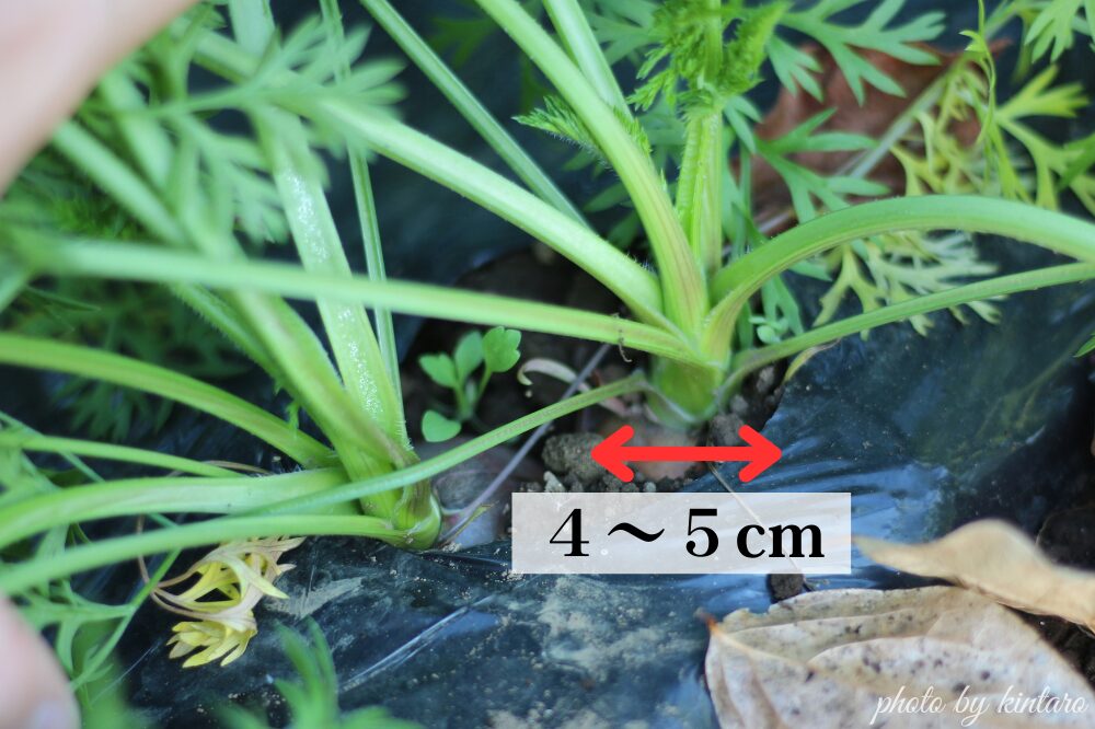 根の方の直径が４～５cmで収穫適期のひとみ五寸