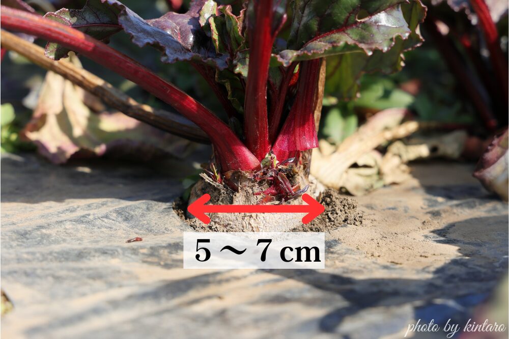 直径５～７cmで収穫適期のビーツ