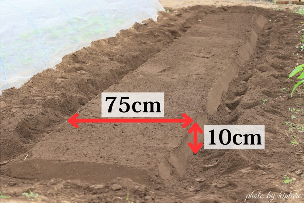 幅75cm・高さ10cmの畝
