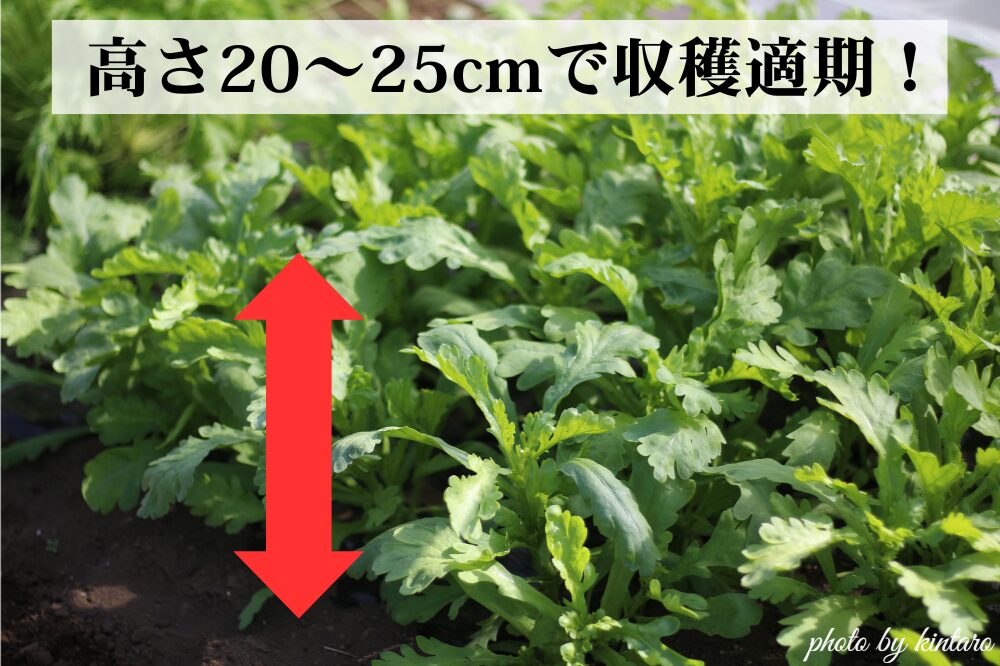 草丈20～25cmで収穫適期のシュンギク