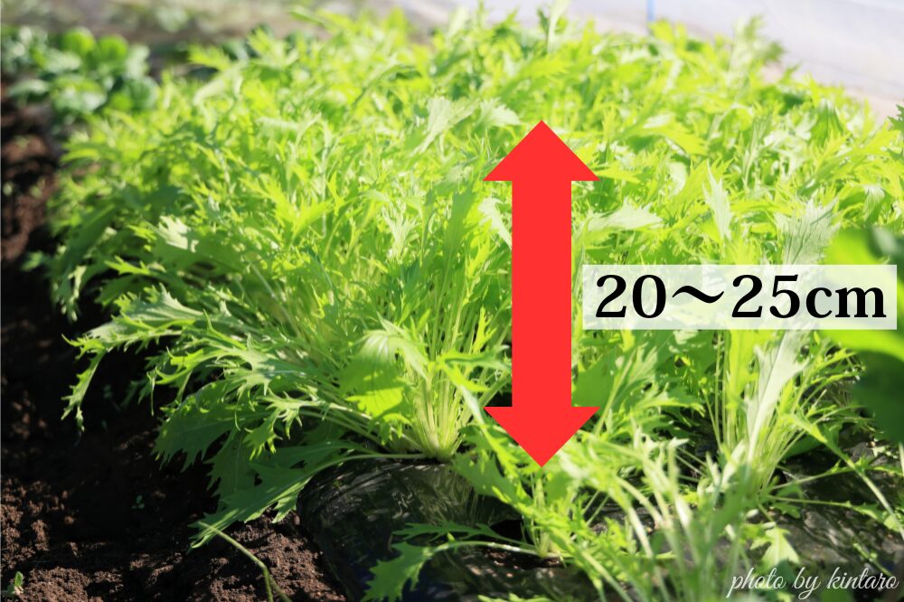 高さ20～25cmで収穫適期のミズナ
